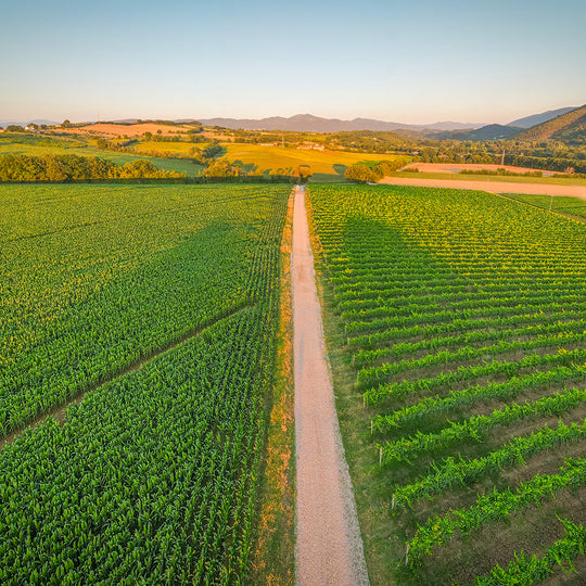 Summa Rosato Umbria - Terre di Narnia