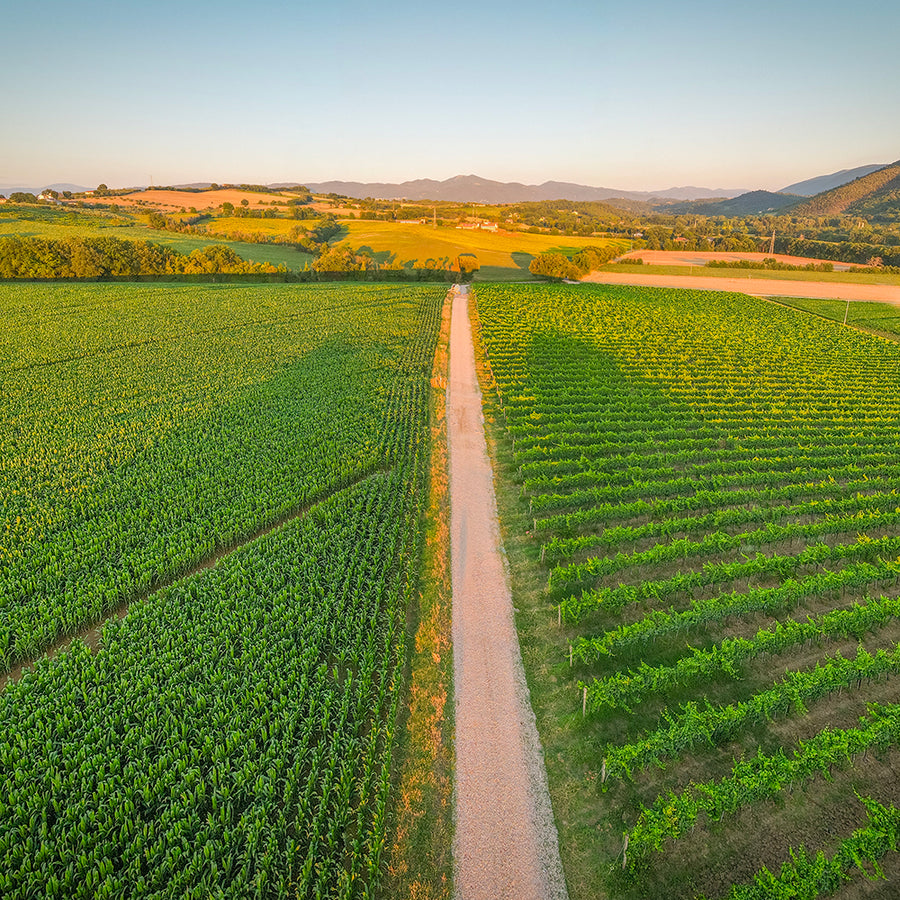 Summa Rosato Umbria - Terre di Narnia