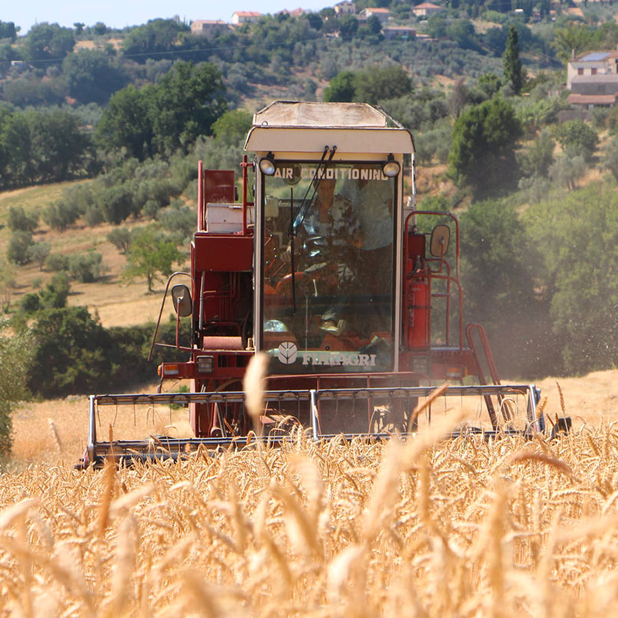 Farina integrale di grano duro antico Timilia - Terre di Narnia